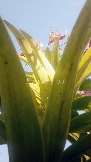 churztat в LOOKY. . null