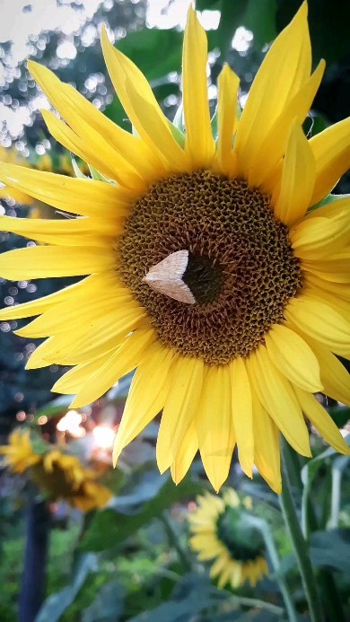 margarita.nefilim in LOOKY. #sunset,#natureofrussia,#Insect,#butterfly,#,#theworldofmyeyes_Ri,#carpediem,#закат,#природароссии,#насекомые,#бабочка,#мотылёк,#луговоймотылёк,#огнёвка,#подсолнух,#мирмоимиглазами_Ри,#ловимомент
#夏,#蝶,#ひまわり#物の哀れ. Летне-пряные мотыльк...