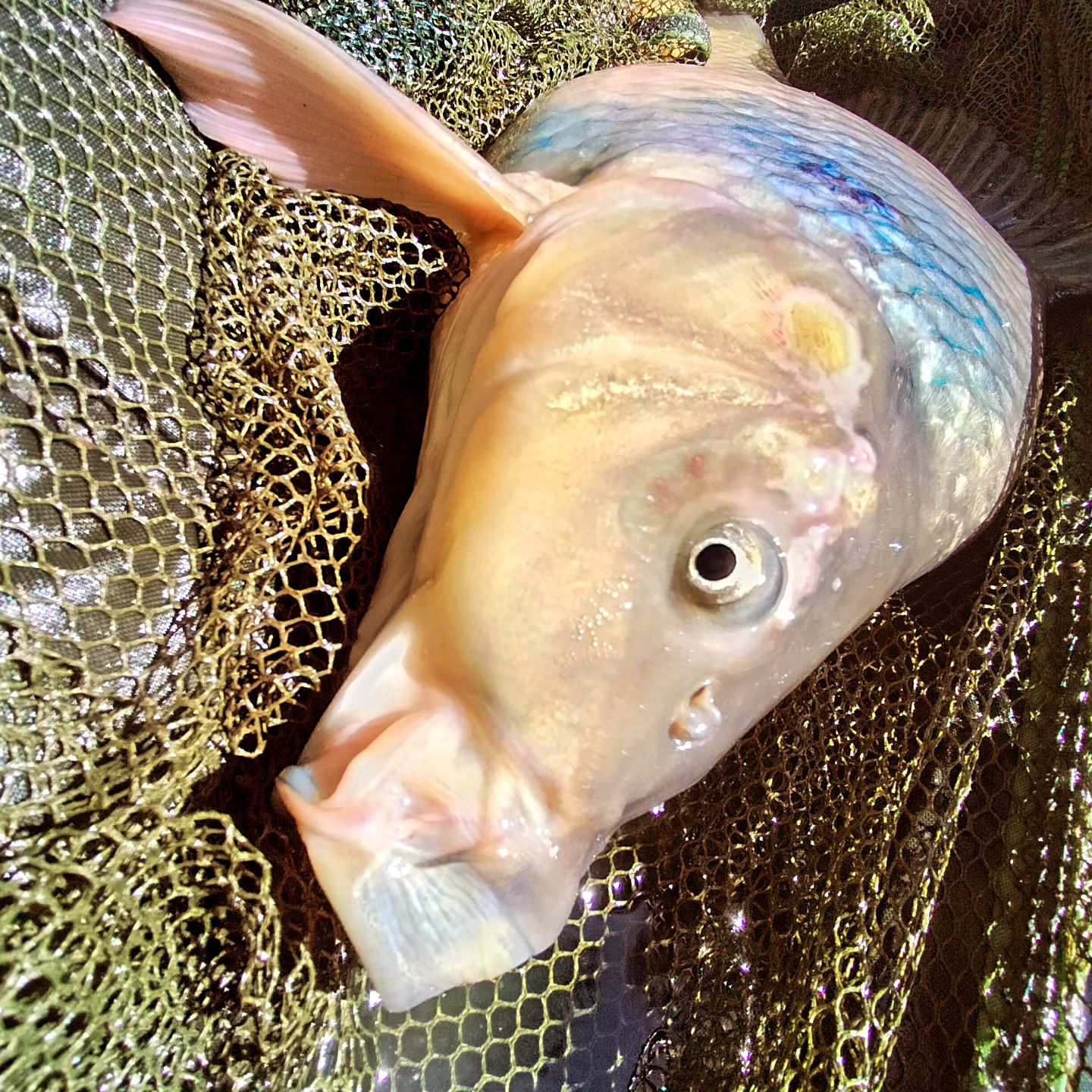 dream_fishing_kot_kitty в LOOKY. . null