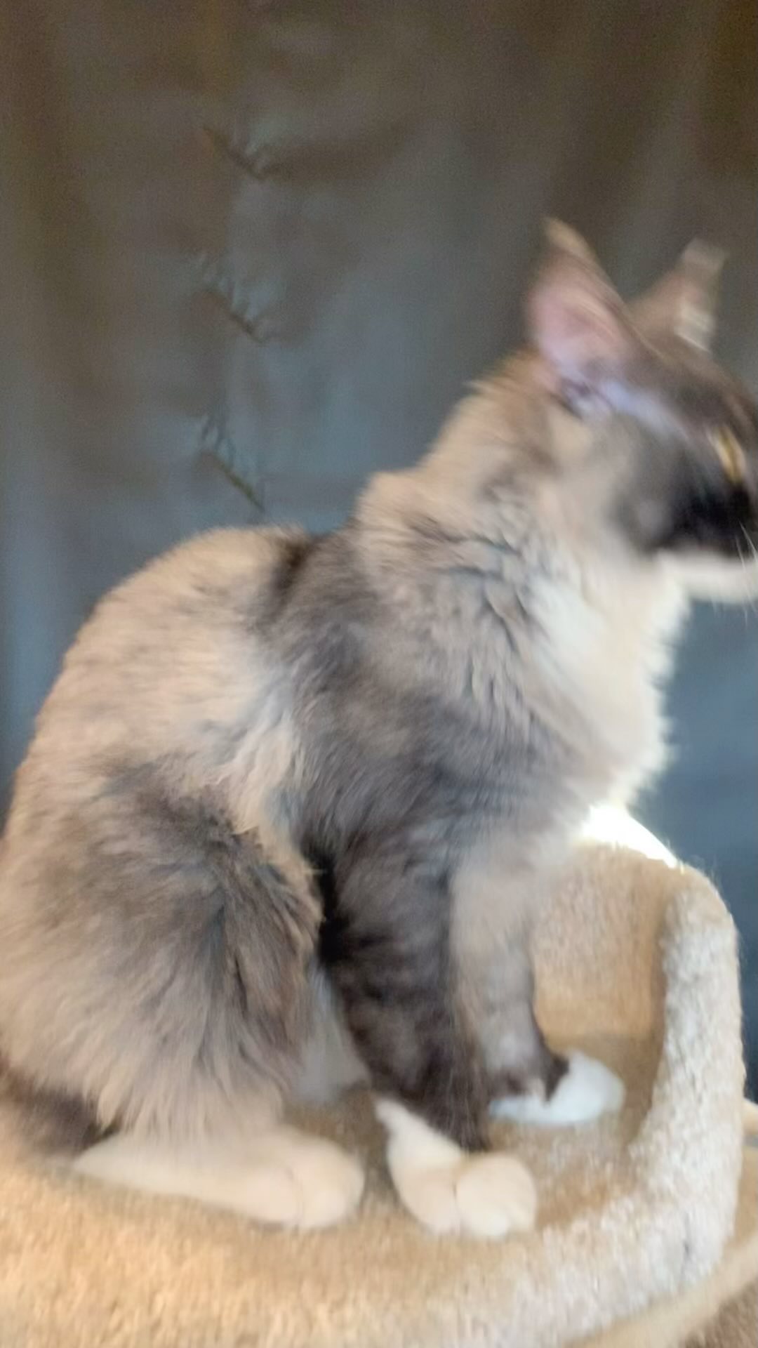 meincoonperfectlynx в LOOKY. . У меня сегодня вопро...