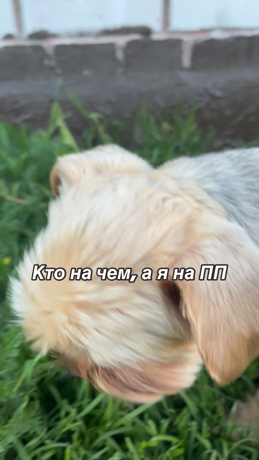zuichek в LOOKY. . Поддерживаем форму.
...