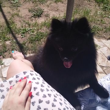 miss.crematorium в LOOKY — Ну что за сладкий мальчик 🐶