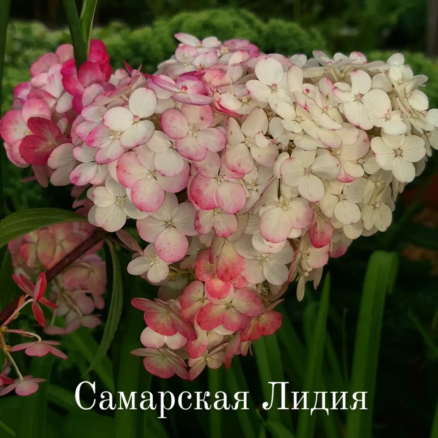 feyacvetov.lana в LOOKY. #мойсад,#сад,#красивыйсад,#feyacvetov,#mygarden. Гортензия....
#мойса...