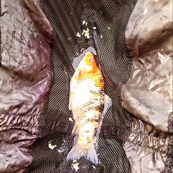 dream_fishing_kot_kitty в LOOKY — фото 3