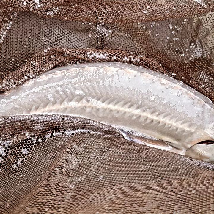 dream_fishing_kot_kitty в LOOKY — фото 5