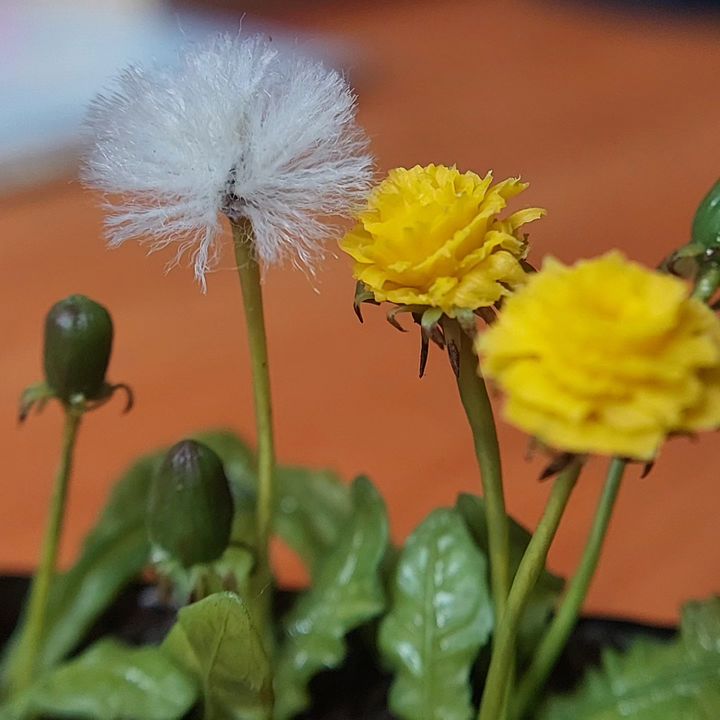 miniature_kuklyandia в LOOKY. #полимернаяглина,#миниатюрасвоимируками,#миниатюраручнойработы,#polimerclay,#miniaturedollhouse,#miniaturehandmade. #полимернаяглина #ми...