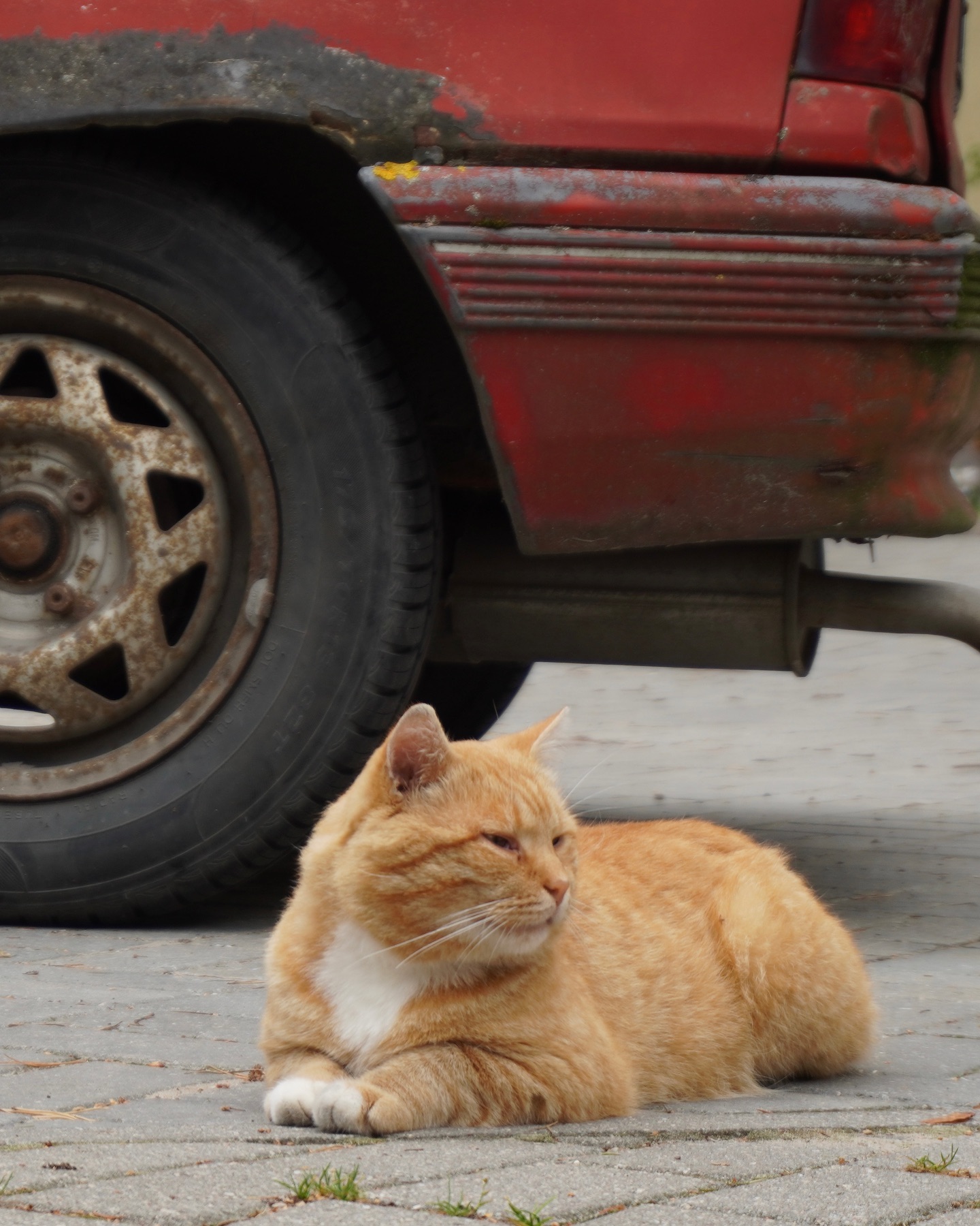 olegrammy в LOOKY. . Кот / Cat 🐈