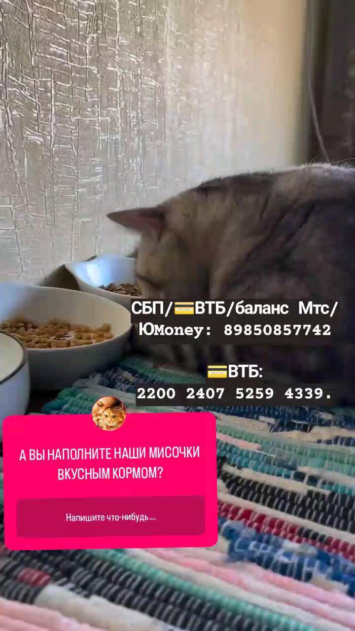 СЧАСТЬЕ  вдобрыеруки в LOOKY. #помощьживотным,#нужендом,#вдобрыеруки,#кошкаищетдом,#кошка,#cat,#собака,#отдамвдобрыеруки,#помощьприюту,#приютдляживотных,#нужнапомощь. ПОМОЩЬ НА ОПЛАТУ КОР...