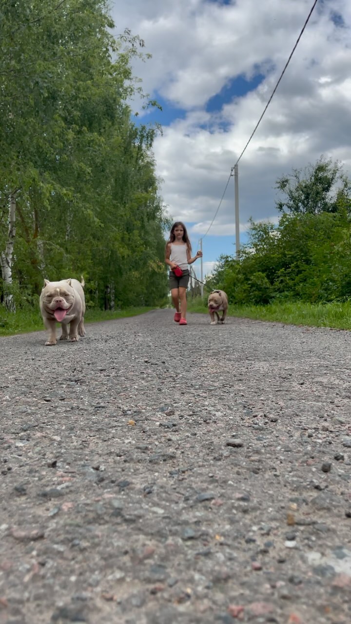 _bullyvibe_ в LOOKY. #дочь,#американскийбулли,#ABKC,#americanbully. Мои три сладкие було...