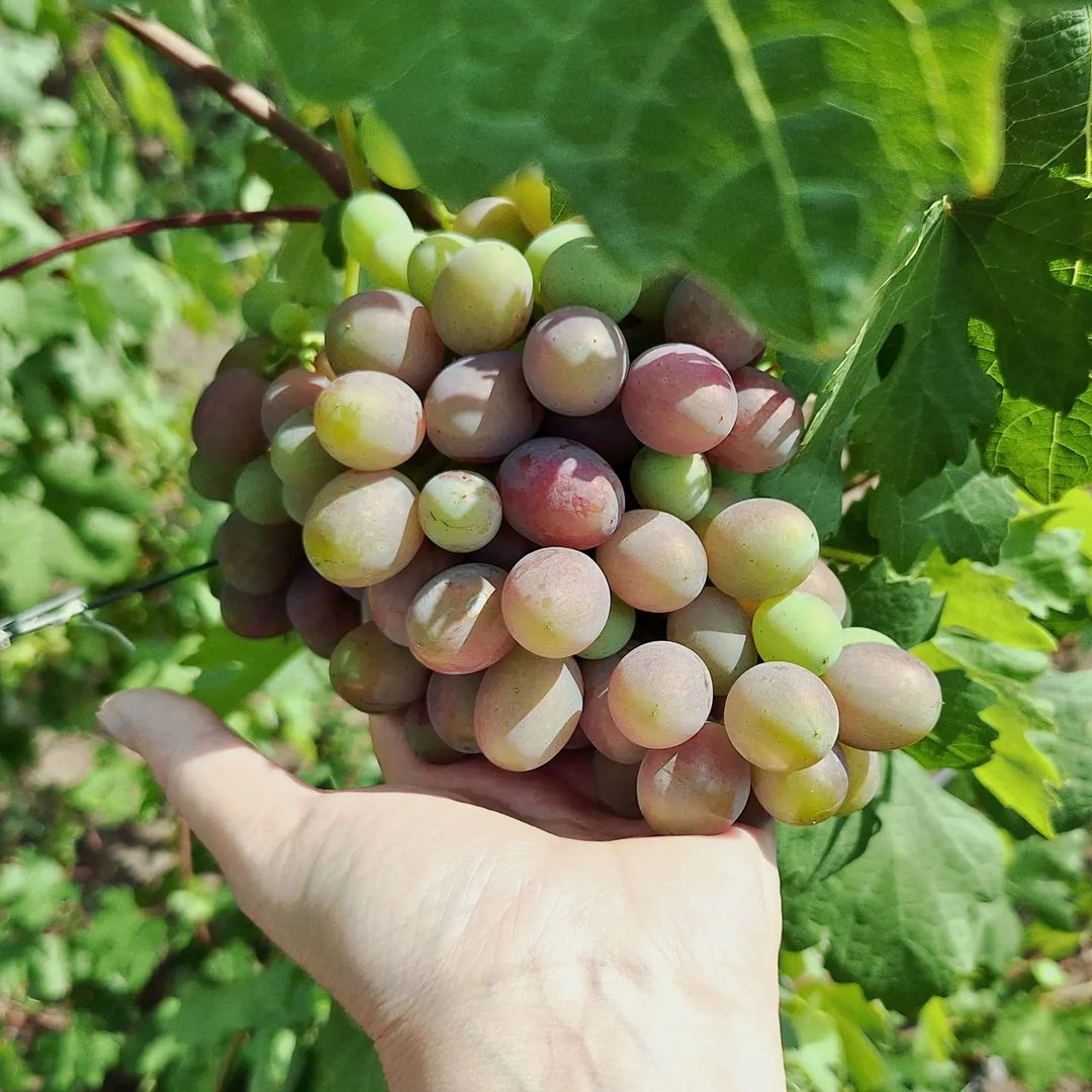 kinel_vinograd в LOOKY. . Каталония с разницей...