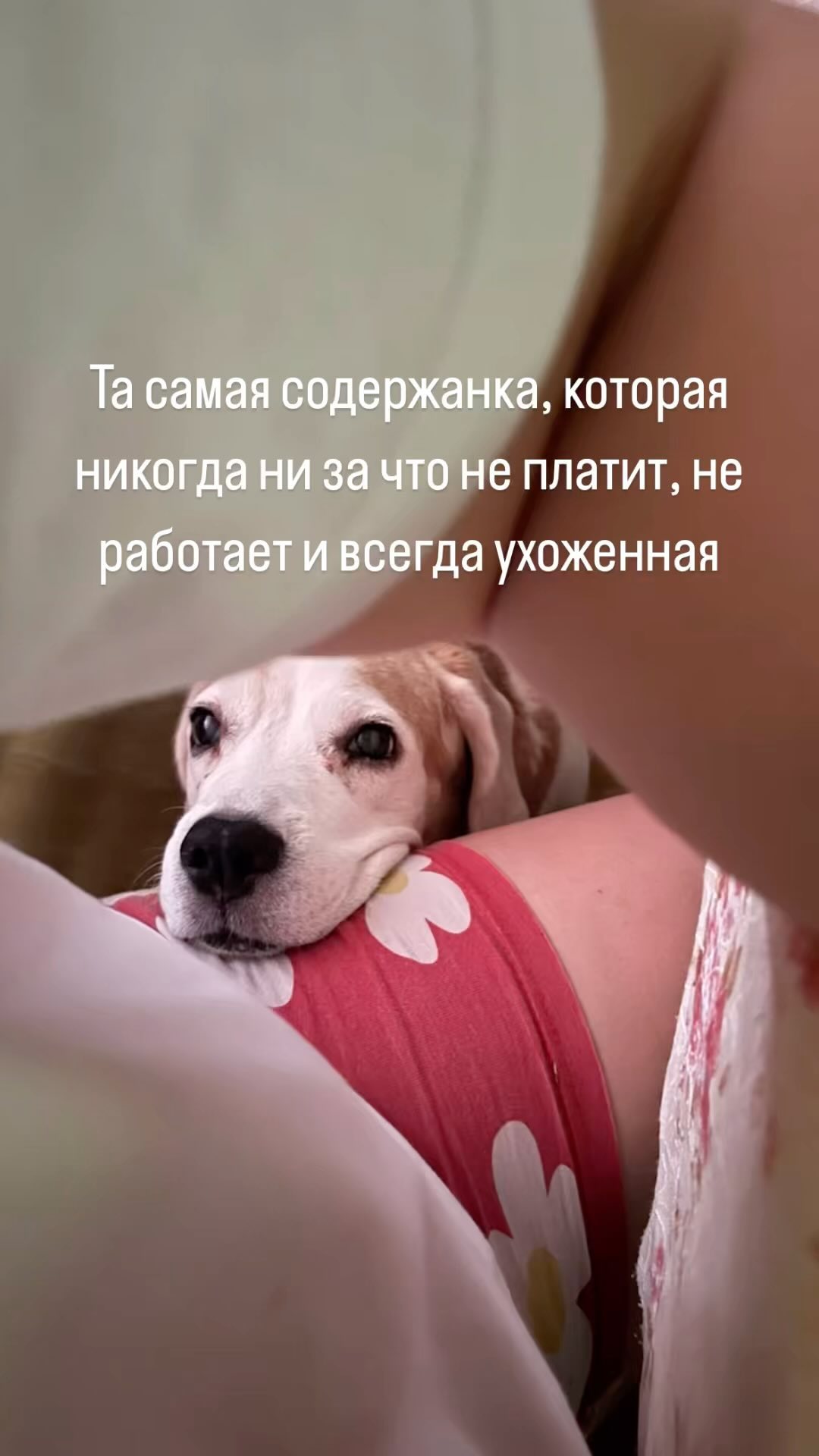 kristinabrickaya в LOOKY. #приколы,#прикол,#собака,#собаки,#друг,#друзья,#любовь,#любимыйгород,#прогулка,#прогулкассобакой,#dogsofinstagram,#dogsofmathias777,#bigglasses,#бигль,#doginstagram,#dog,#doglover,#doglovers,#doglove,#люблюсобак,#собачка,#приколы,#юморжизни,#смех,#смешно,#смешноевидео,#смешныевидео,#ржач,#ржака,#популярное. Та самая любимая сод...