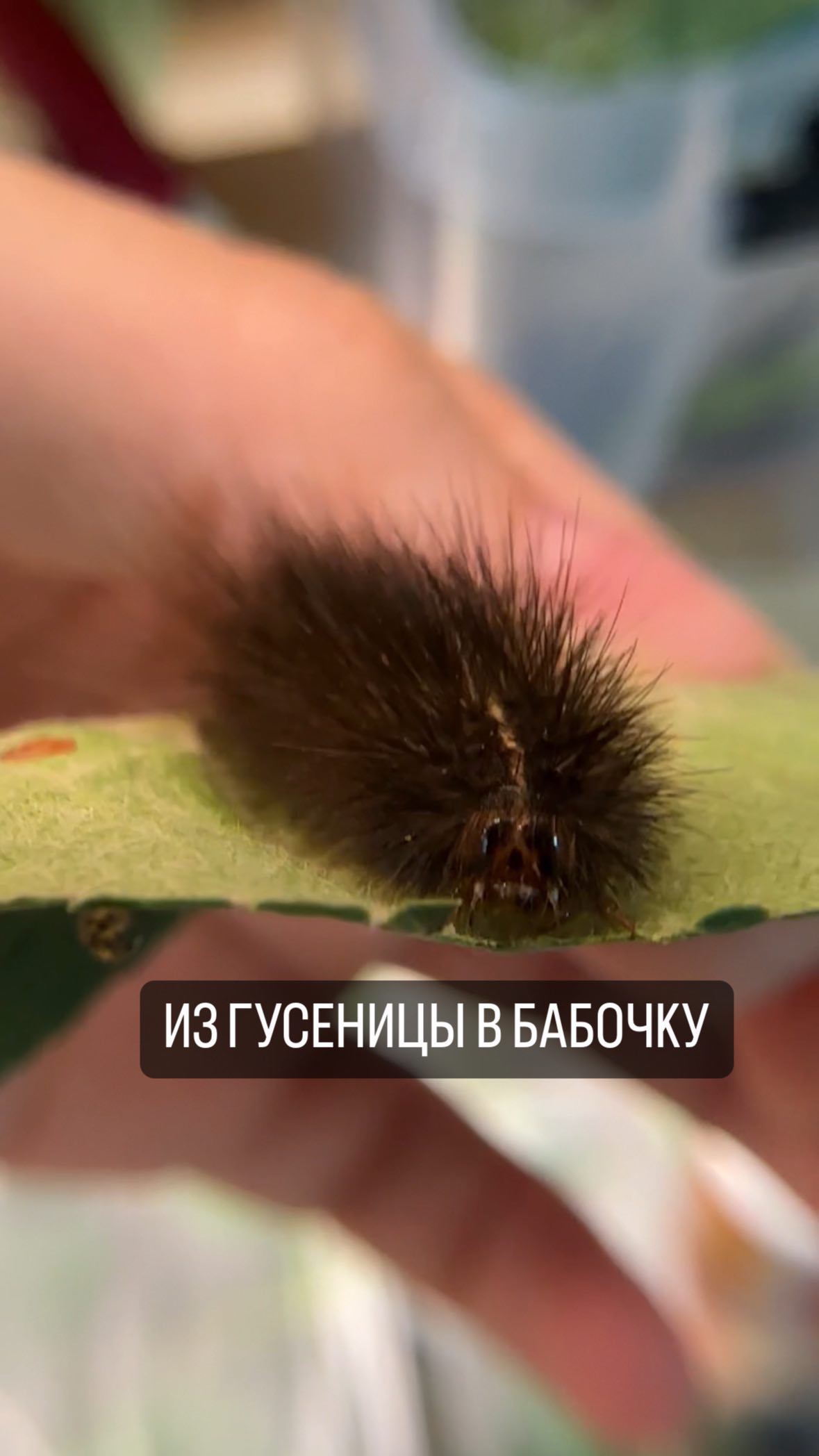 gelya_brain в LOOKY. . Я как всегда 😄 на э...