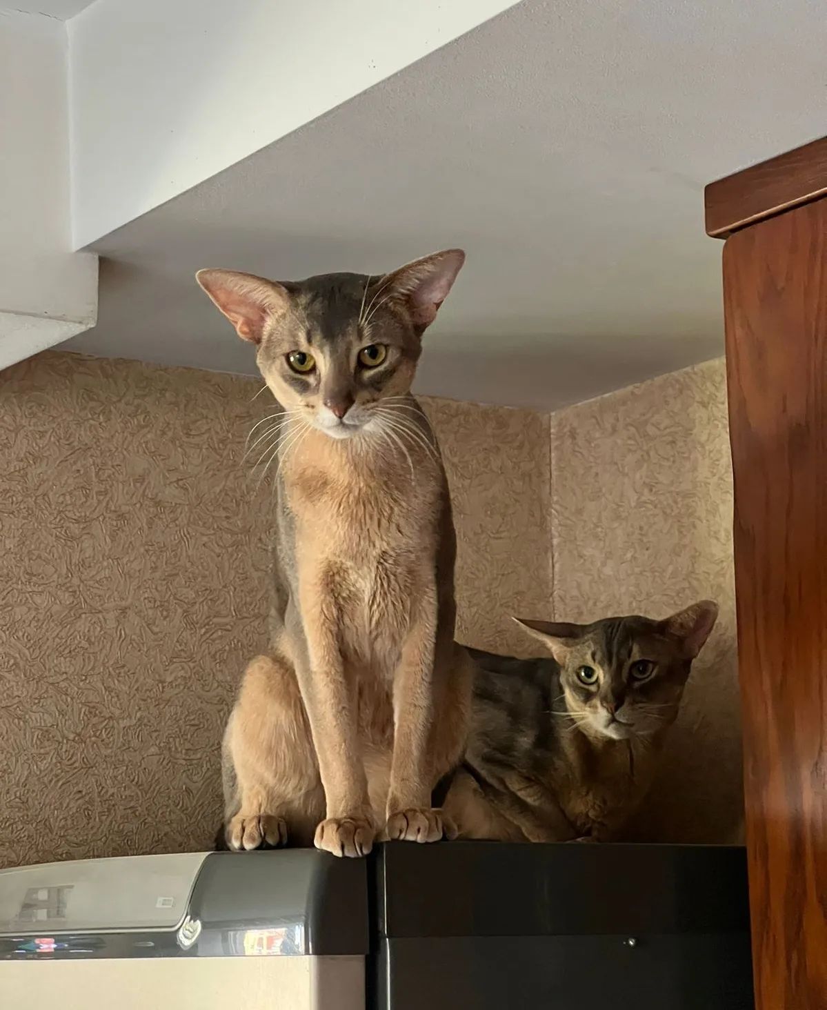 abyssinyancats в LOOKY — фото 3