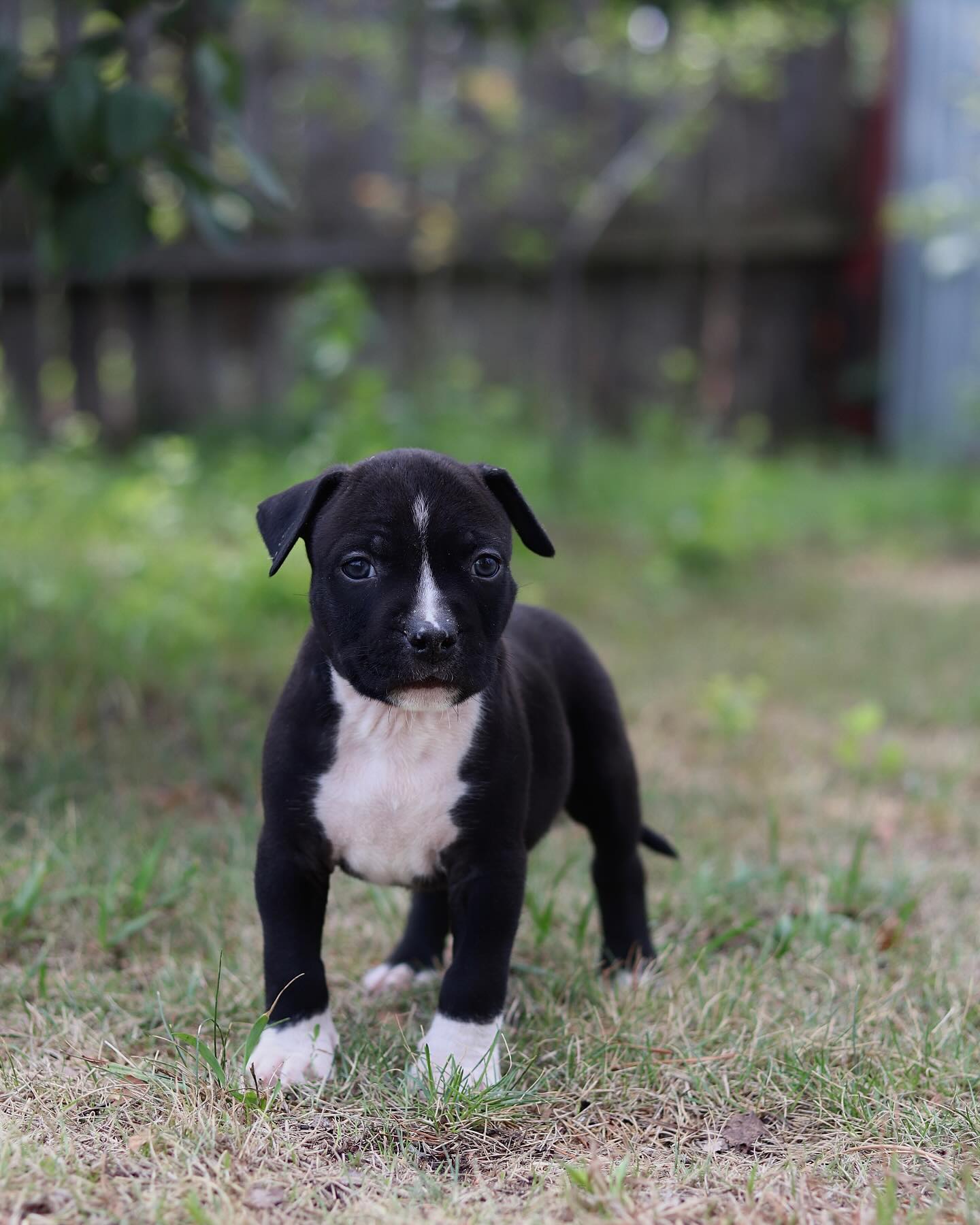 __amstaff_family__ в LOOKY. . Совсем уже взрослые ...