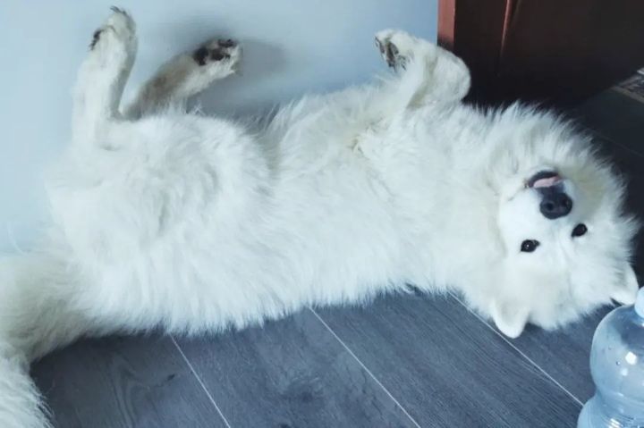 kroshaplay в LOOKY. . Доброе утро☺