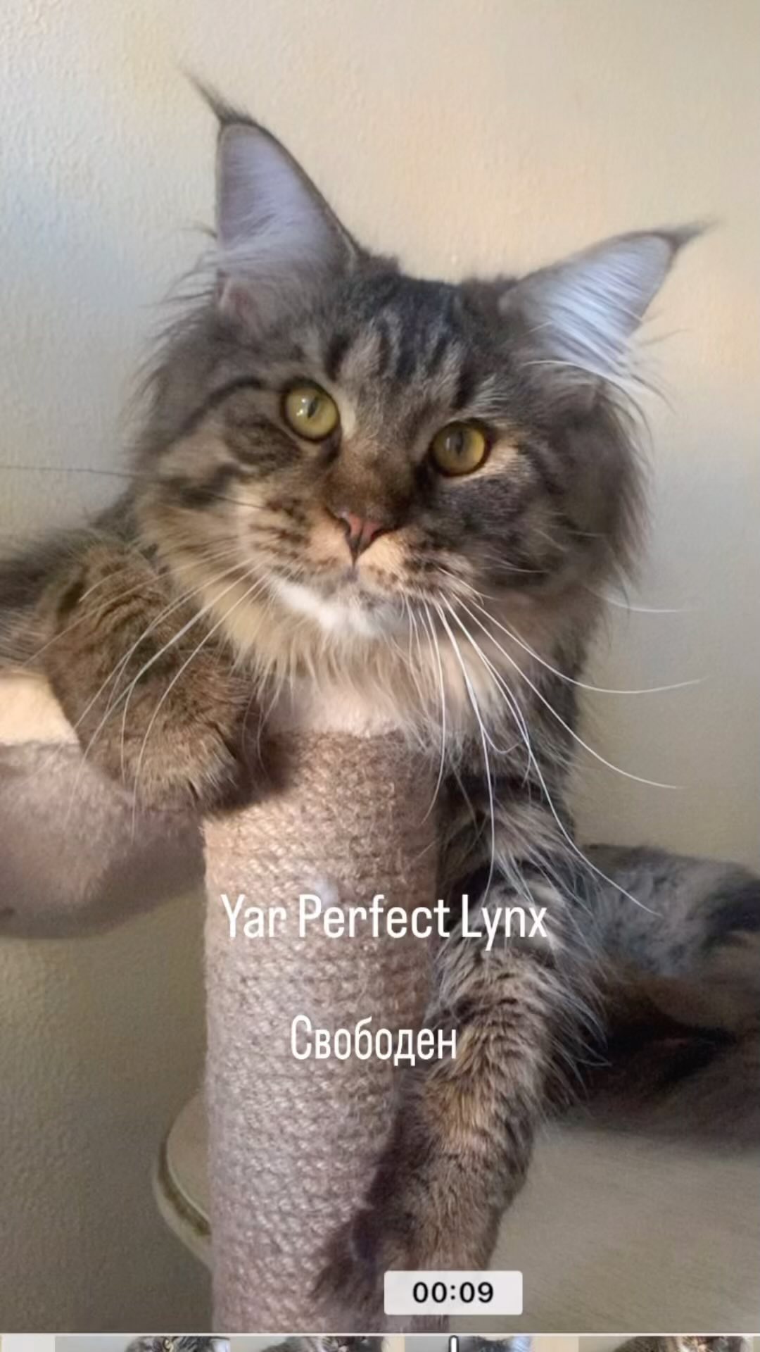 meincoonperfectlynx в LOOKY. . Кот мейн-кун Яр
Окра...