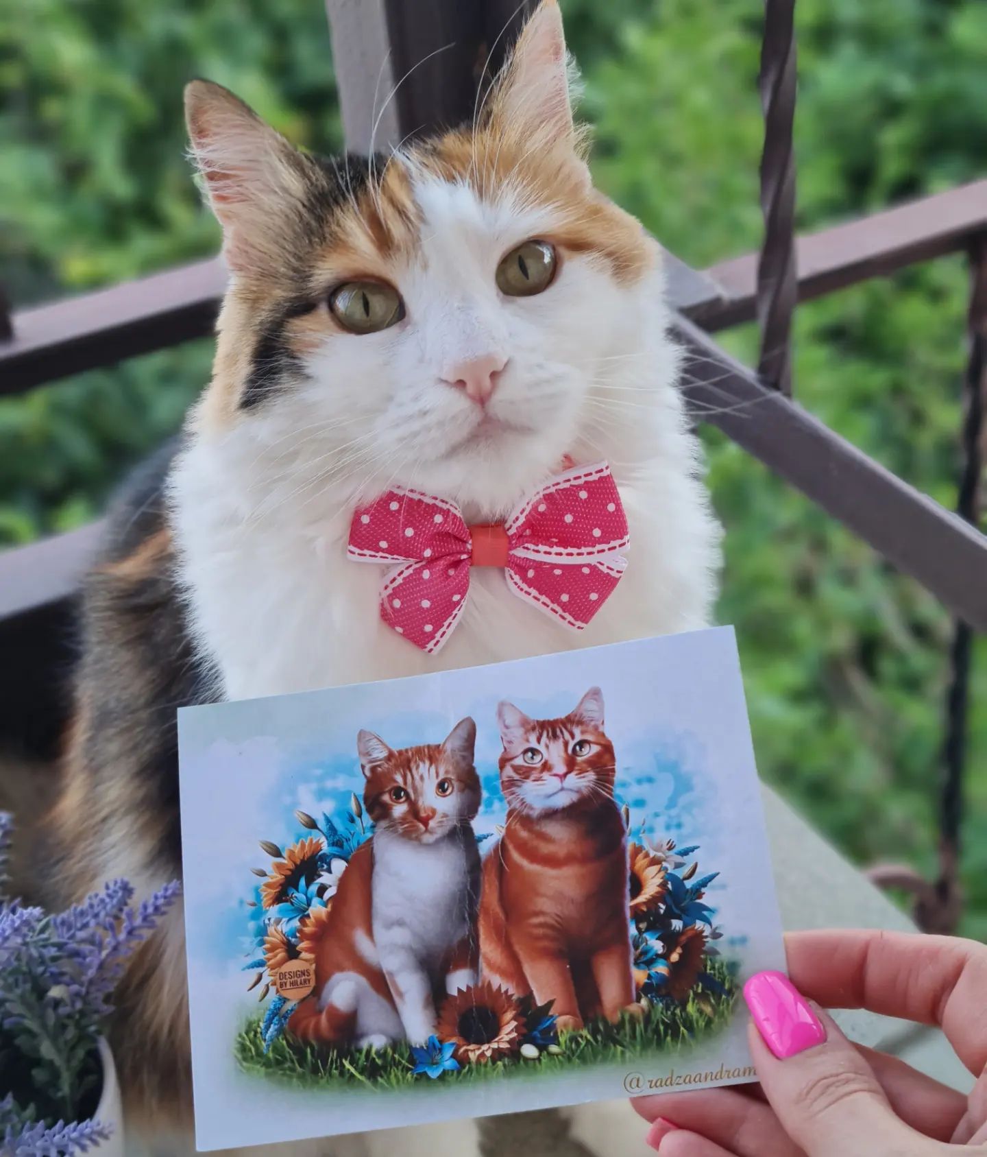 zlata_help в LOOKY. #инстакошка,#кошачьяжизнь,#petsofinstagram,#заглянивпочтовыйящик. Доброго и замурчател...