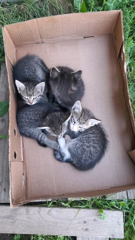 kosichka_fip в LOOKY. #Пуля,#котятаПуля,#Пулястерилизация,#делайдобро,#всеммиром,#спасикота. Друзья, приветствую ...
