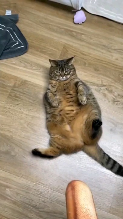 zodiak_v_panike в LOOKY. . Кот-батон🥖