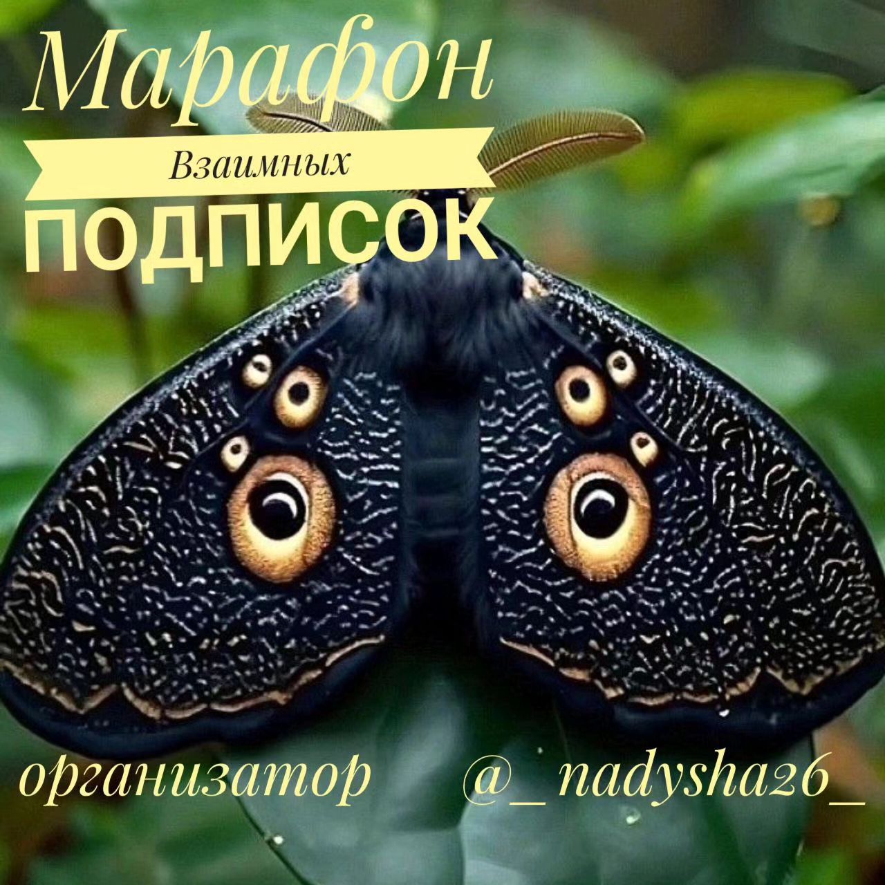 marina.11061984 в LOOKY. #nadiamarafon🌺. 🎀МАРАФОН ВЗАИМНЫХ П...