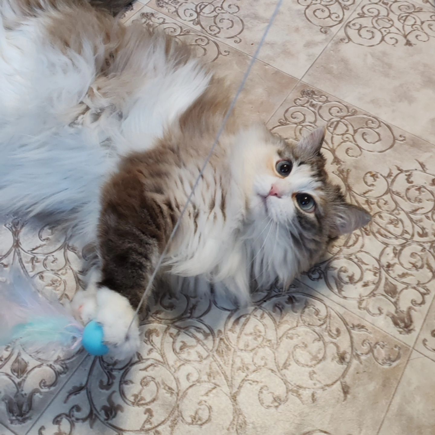 hotel_kotfelix в LOOKY — фото 6