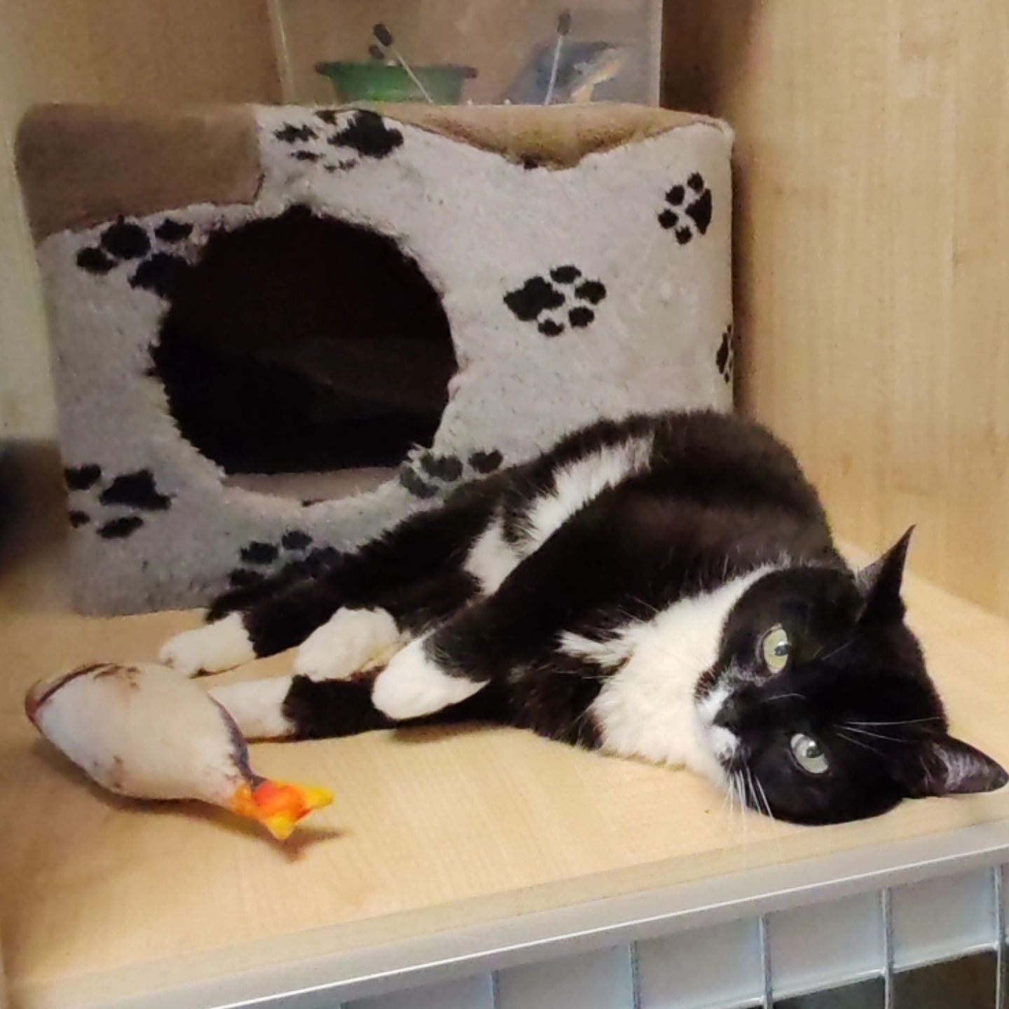 hotel_kotfelix в LOOKY — фото 2