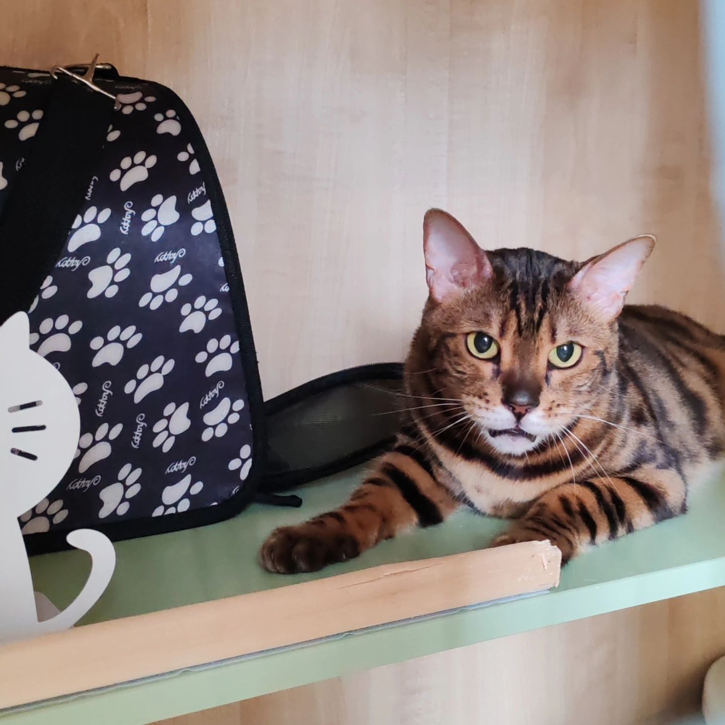 hotel_kotfelix в LOOKY — фото 4