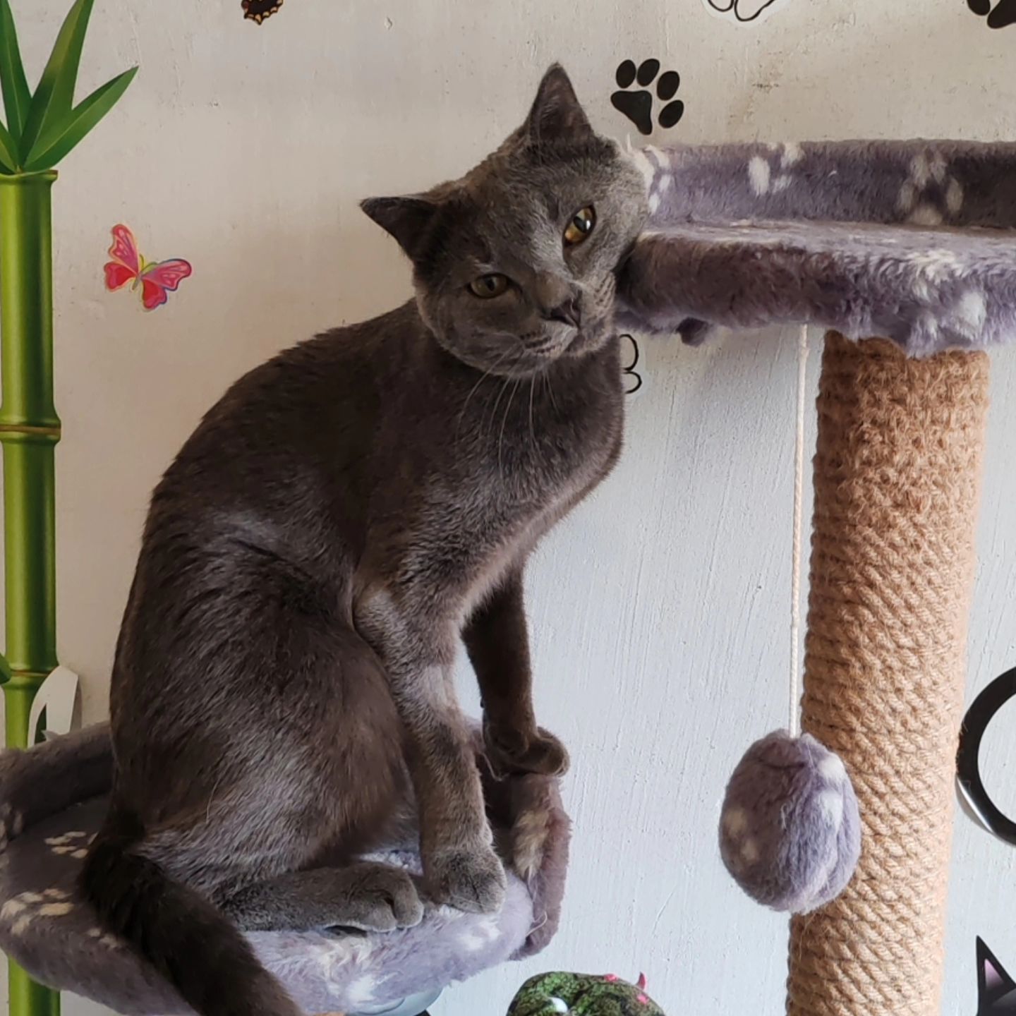 hotel_kotfelix в LOOKY — фото 5