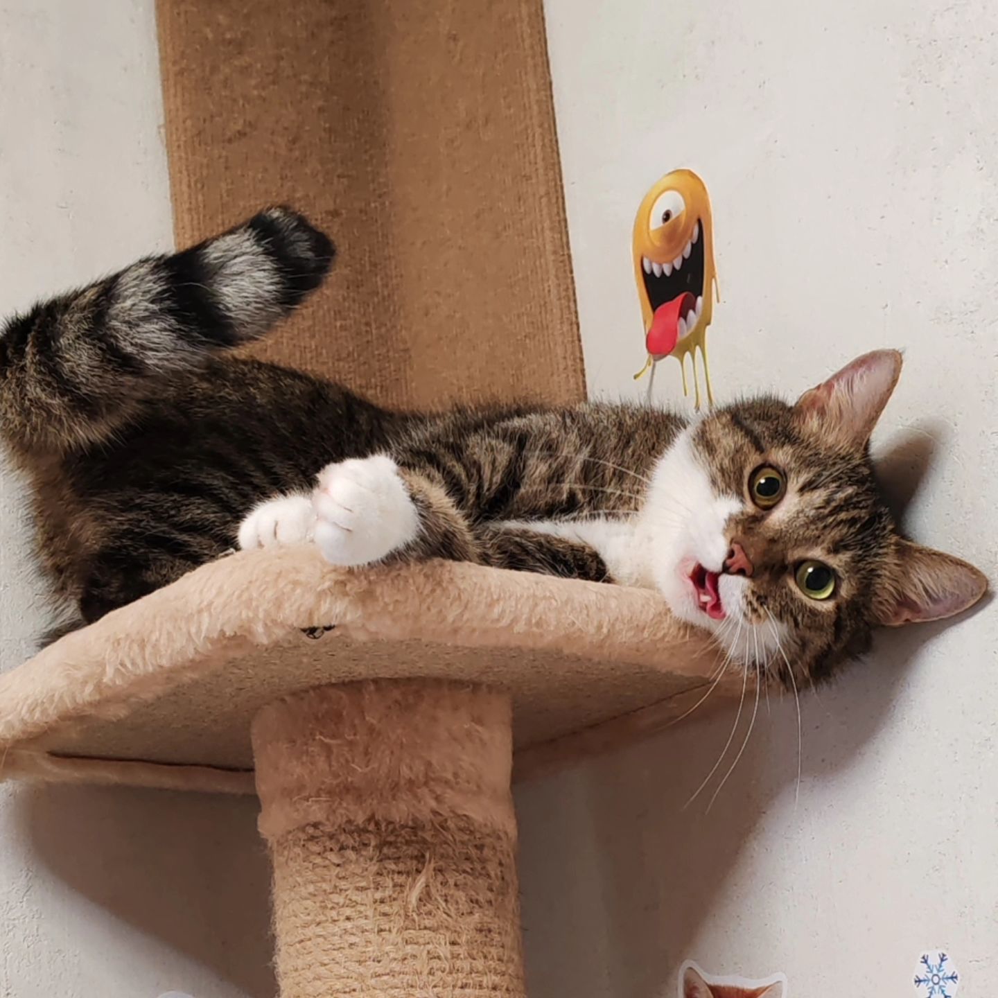 hotel_kotfelix в LOOKY — фото 10