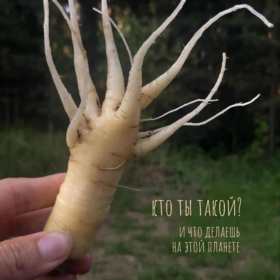 tanyushatsvetkova в LOOKY. . Если просто понаблюд...