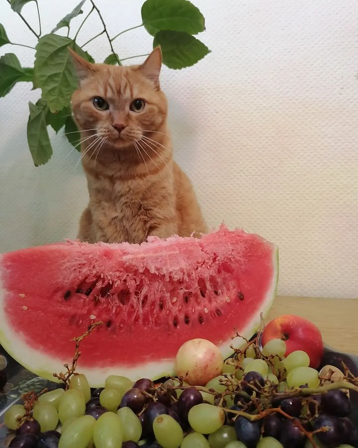catgelios в LOOKY. #арбузник_у_Алисы,#праздникскотом,#язвезда,#безкотажизнета,#инстакот,#мыизкотограма,#рыжийкот,#котики,#котикинашевсе,#котикинаркотики,#котикимуркотики,#котикитакиекотики,#кот,#котикирулят,#коты,#котикиправятмиром,#мяу,#мур,#рыжуля,#котюня,#котейка,#мойкот,#моярыжаялюбовь,#мяуч,#внутрикотатеплота,#мойлюбимыйкот,#котик. Лето💚🌞🧡 Как же я ...