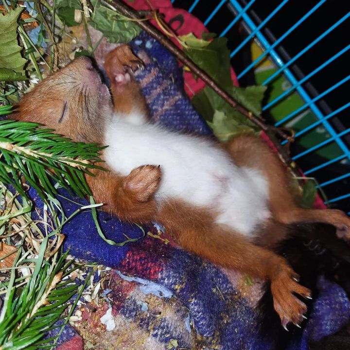 lifechickspb в LOOKY. #squirrel,#rodents,#animals,#Russia,#Белки,#животные,#продажа,#грызуны,#санктпетербург. Бельчонок сладко спи...