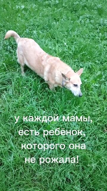 1605olga в LOOKY. #собачка_Аля,#клопик_Кло,#моялюбовь,#моясобака,#чихуахуамосква,#чихуахуа,#инстадог,#догстаграмм,#люблюсобак,#люблюбольшежизни#втренде. Мои🥰 #собачка_Аля #...