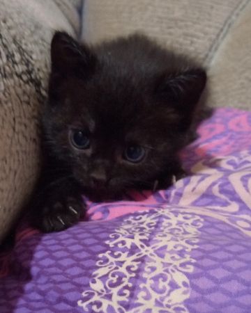 A new family member🐱