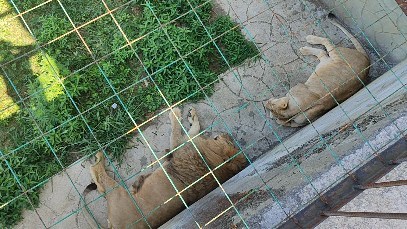 yanchik_patakova_ в LOOKY. #Абхазия,#царствоживотных,#отпуск2024,#patakovastory. Прайд парк львов🦁:
...