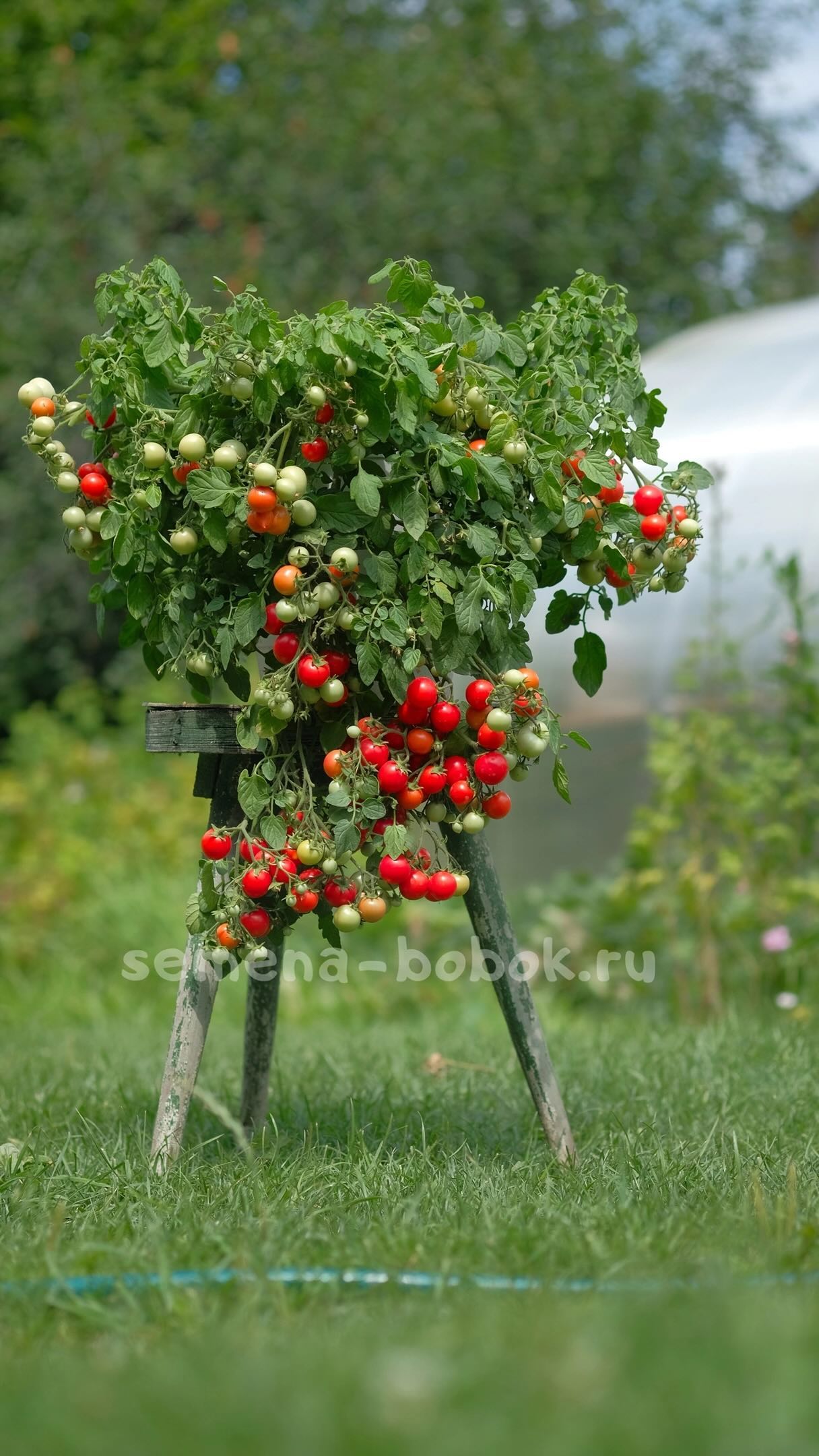 semena_bobok в LOOKY. #томат,#томаты,#томатпомидор,#семенатоматов,#сортатоматов,#семенапочтой,#семеназаказ,#коллекционныесорта,#tomatoes,#tomato,#tomat,#tomaten,#tomate,#pomidory,#томатпомидор,#обзорсортовтоматов,#ампельныйтомат. Ампельный томат Gard...