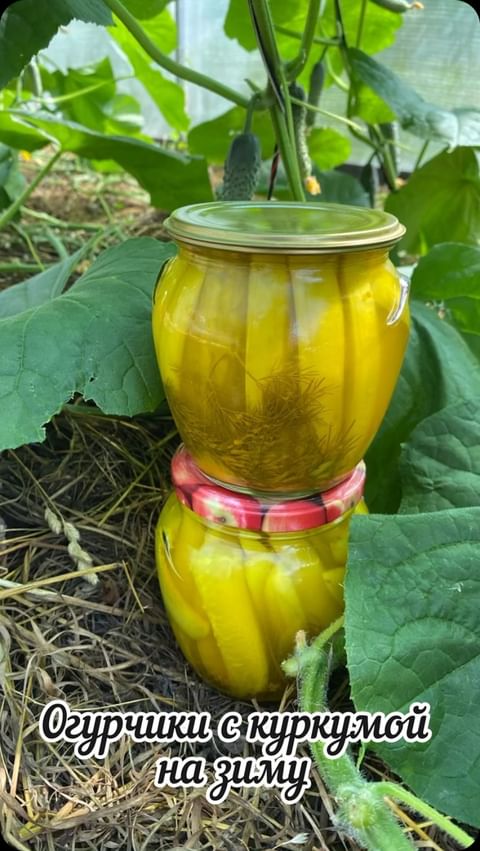 dacha_c_nulya в LOOKY. . 🥒🫙Давайте приготов...