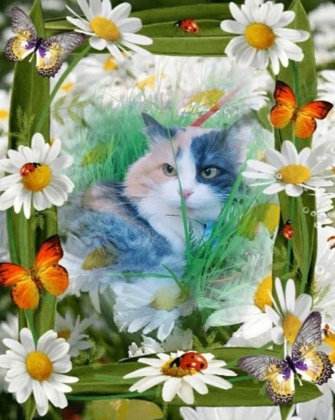 milka_cat_2020 в LOOKY. #цветы_для_Милы,#цветы_для_Фасольки. Какой у нас сегодня ...