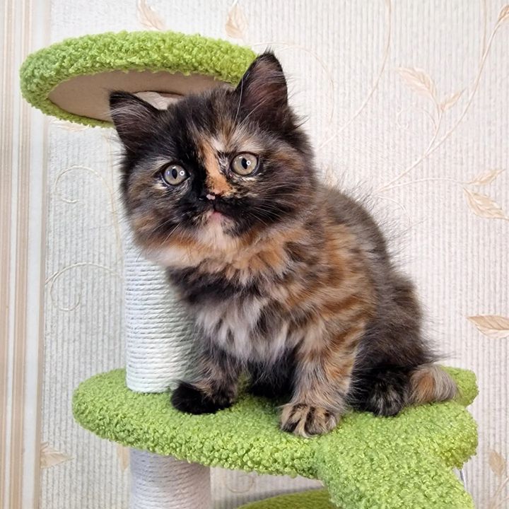 Вислоухие шотландские котята в LOOKY. #cat,#catstagram,#fold,#highlandfold,#cats_of_instagram,#kitten,#scottishfoldlonghair,#catsgram,#instacats,#catlover,#cotofinstagram,#instacats,#cotofinstagram,#petstagram,#kittensofinstagram,#animal,#,#scottishfoldcat,#kitty,#amazingcat,#kittycat,#kittens,#yourdailycat,#cutecat,#animals,#catsfollower,#scottishfoldkitten,#ねこ部,#猫,#. ♥️Girl, 1,5 months
S...