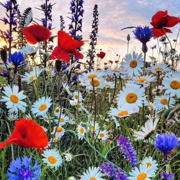 longinau в LOOKY. . .. В этом месяце всё...