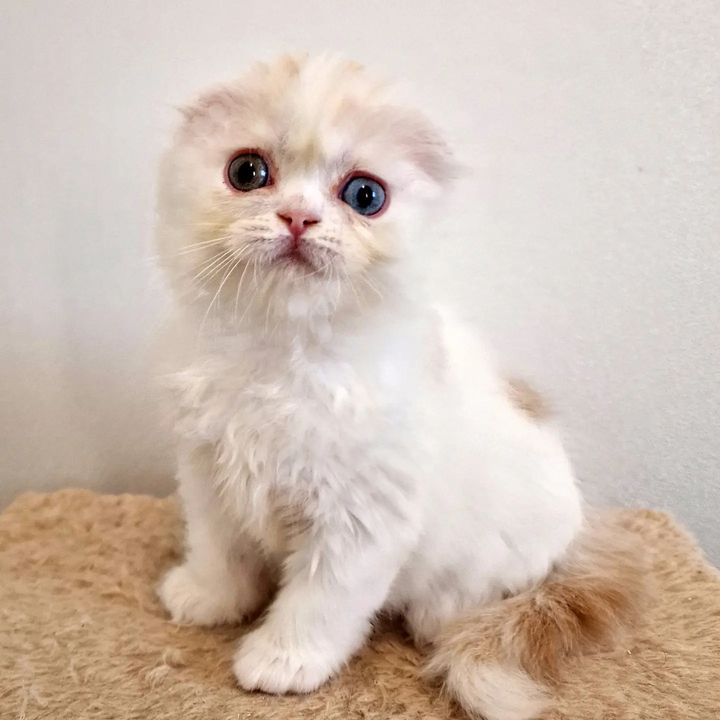 Вислоухие шотландские котята в LOOKY. #cat,#catstagram,#fold,#highlandfold,#cats_of_instagram,#kitten,#scottishfoldlonghair,#catsgram,#instacats,#catlover,#cotofinstagram,#instacats,#cotofinstagram,#petstagram,#kittensofinstagram,#animal,#,#scottishfoldcat,#kitty,#amazingcat,#kittycat,#kittens,#yourdailycat,#cutecat,#animals,#catsfollower,#scottishfoldkitten,#ねこ部,#猫,#. ♥️Girl, 1 month
Scot...