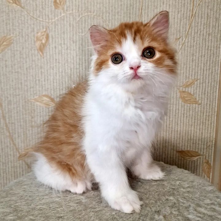 Вислоухие шотландские котята в LOOKY. #cat,#catstagram,#fold,#highlandfold,#cats_of_instagram,#kitten,#scottishfoldlonghair,#catsgram,#instacats,#catlover,#cotofinstagram,#instacats,#cotofinstagram,#petstagram,#kittensofinstagram,#animal,#,#scottishfoldcat,#kitty,#amazingcat,#kittycat,#kittens,#yourdailycat,#cutecat,#animals,#catsfollower,#scottishfoldkitten,#ねこ部,#猫,#. ♥️Girl, 1,5 months
S...