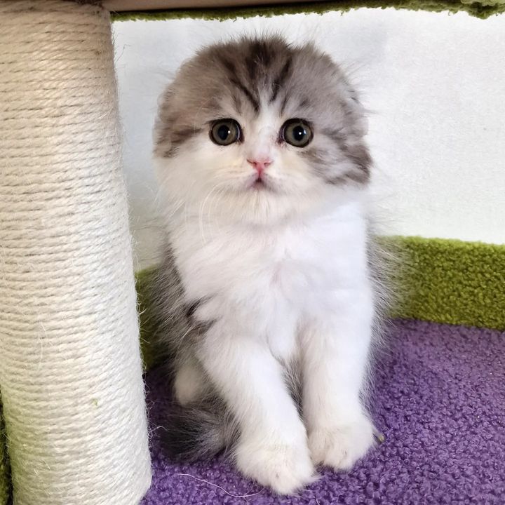 Вислоухие шотландские котята в LOOKY. #cat,#catstagram,#fold,#highlandfold,#cats_of_instagram,#kitten,#scottishfoldlonghair,#catsgram,#instacats,#catlover,#cotofinstagram,#instacats,#cotofinstagram,#petstagram,#kittensofinstagram,#animal,#,#scottishfoldcat,#kitty,#amazingcat,#kittycat,#kittens,#yourdailycat,#cutecat,#animals,#catsfollower,#scottishfoldkitten,#ねこ部,#猫,#. ♥️Boy, 1,5 months
Sc...