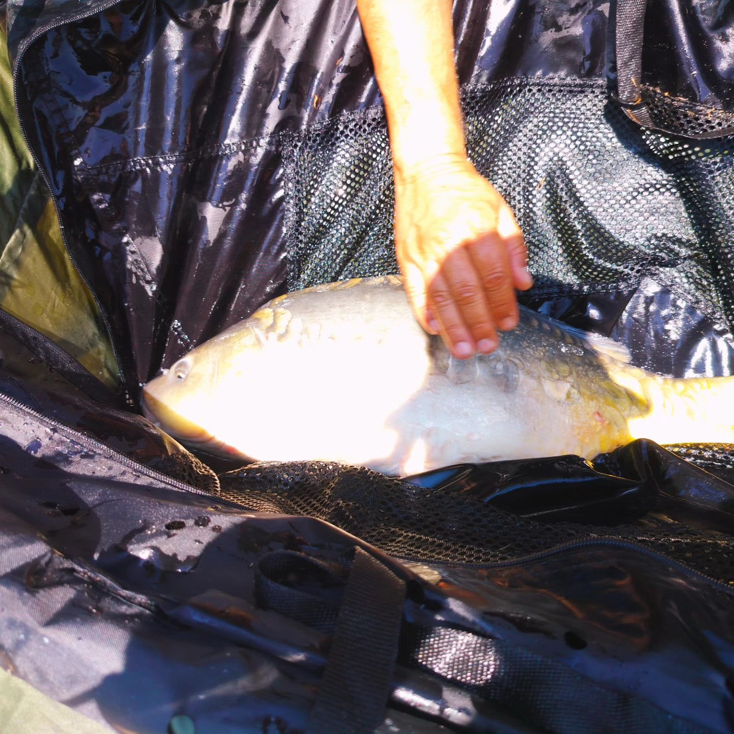 dream_fishing_kot_kitty в LOOKY. . null