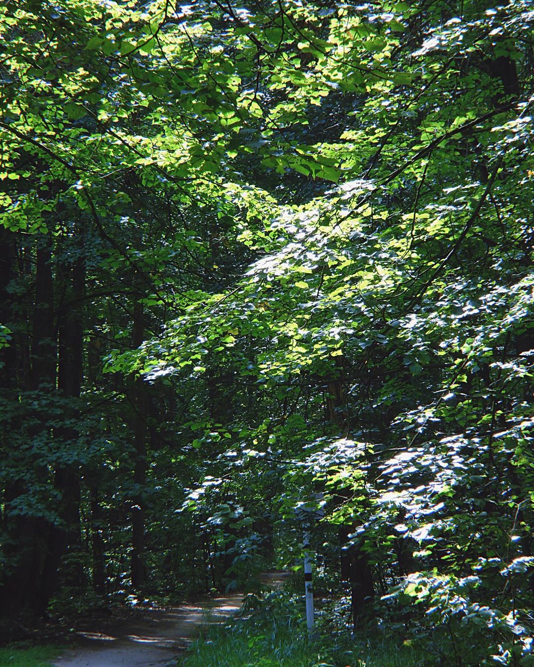 olesonchik в LOOKY. . 28.07.2024