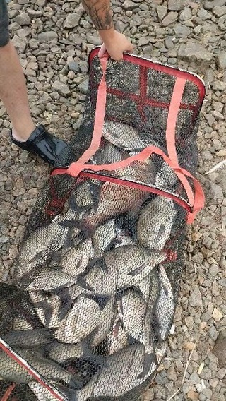 alexey_v_fishing в LOOKY. #рыбалка,#лещ,#рек,#улов,#кострома. #рыбалка #лещ #рек #...