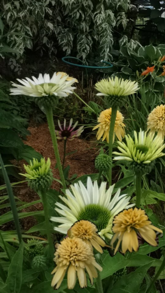 feyacvetov.lana в LOOKY. #мойсад,#сад,#красивыйсад,#feyacvetov,#mygarden. Вот и снова понедель...