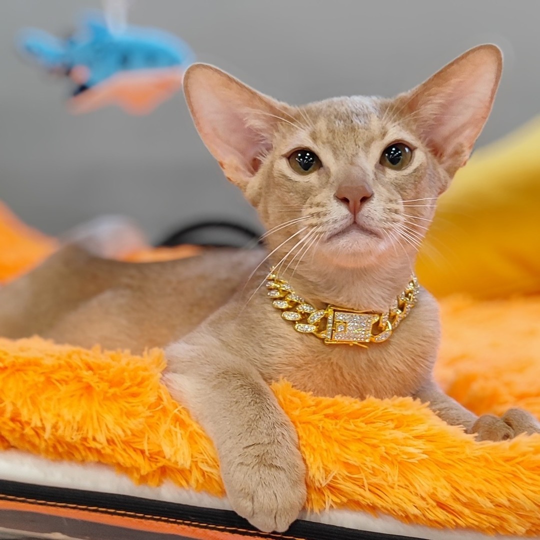 abyssinian_wildaby в LOOKY — фото 3