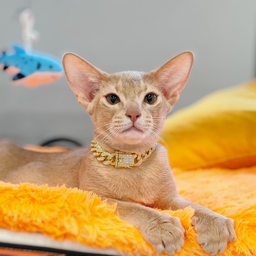 abyssinian_wildaby в LOOKY — фото 2
