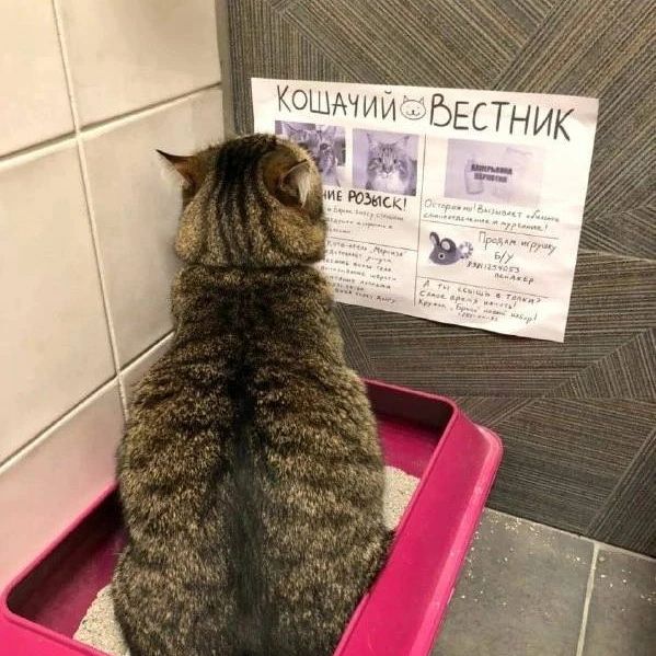 kiruxa_now в LOOKY. . Кошачий вестник 😂
